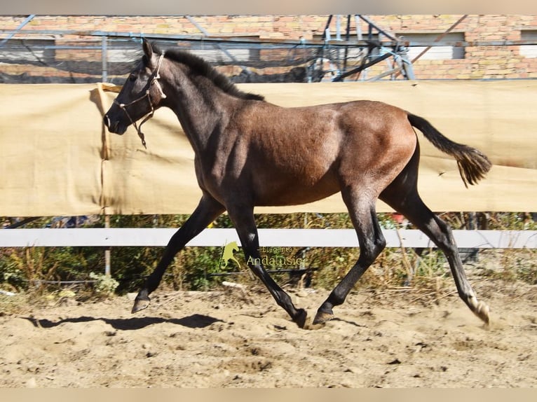 PRE Stute 1 Jahr 155 cm Schimmel in Provinz Granada