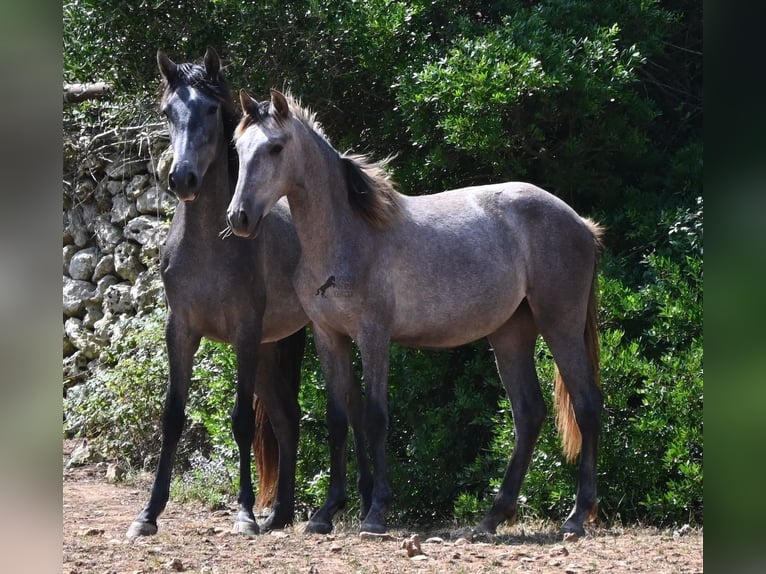 PRE Mix Stute 1 Jahr 155 cm Schimmel in Menorca