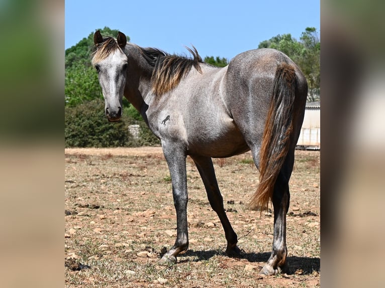 PRE Mix Stute 1 Jahr 155 cm Schimmel in Menorca
