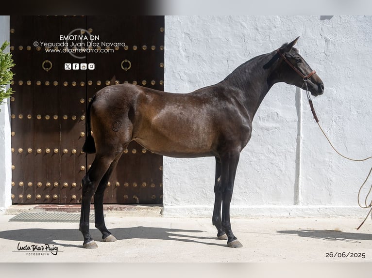 PRE Mix Stute 1 Jahr 156 cm Brauner in Arjona