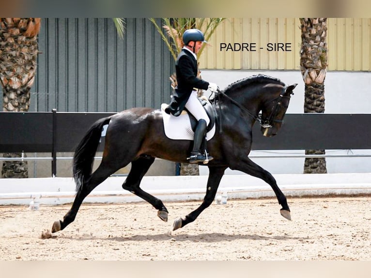 PRE Mix Stute 1 Jahr 156 cm Brauner in Arjona