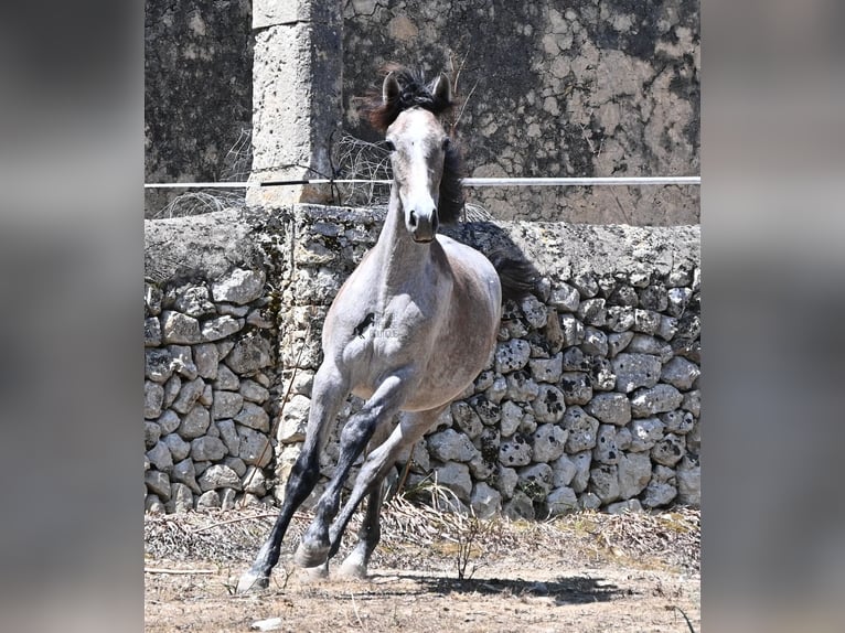 PRE Stute 1 Jahr 156 cm Schimmel in Mallorca