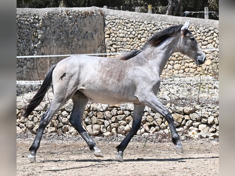 PRE Stute 1 Jahr 156 cm Schimmel in Mallorca
