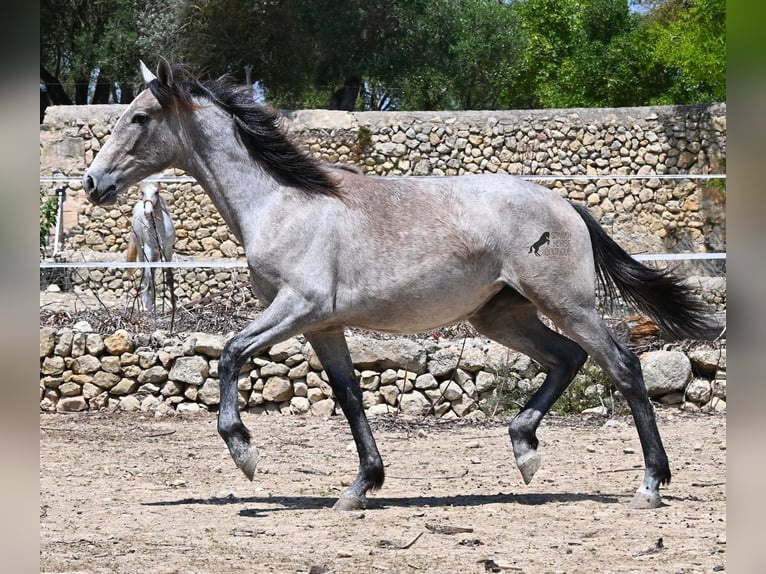PRE Stute 1 Jahr 156 cm Schimmel in Mallorca