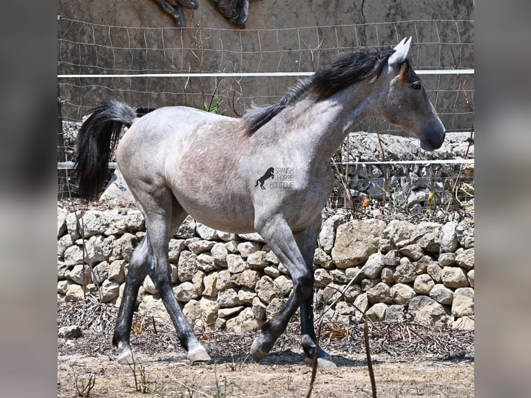 PRE Stute 1 Jahr 156 cm Schimmel in Mallorca