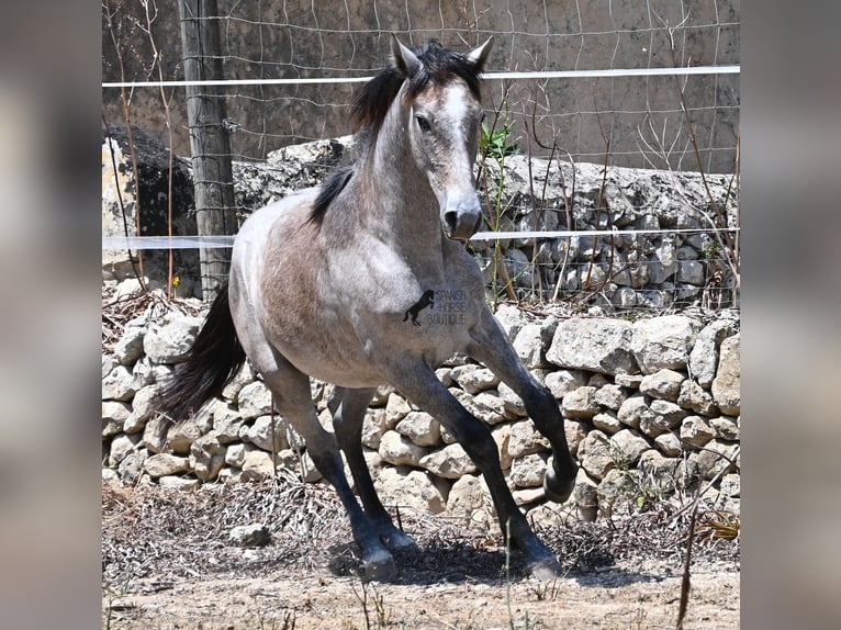PRE Stute 1 Jahr 156 cm Schimmel in Mallorca
