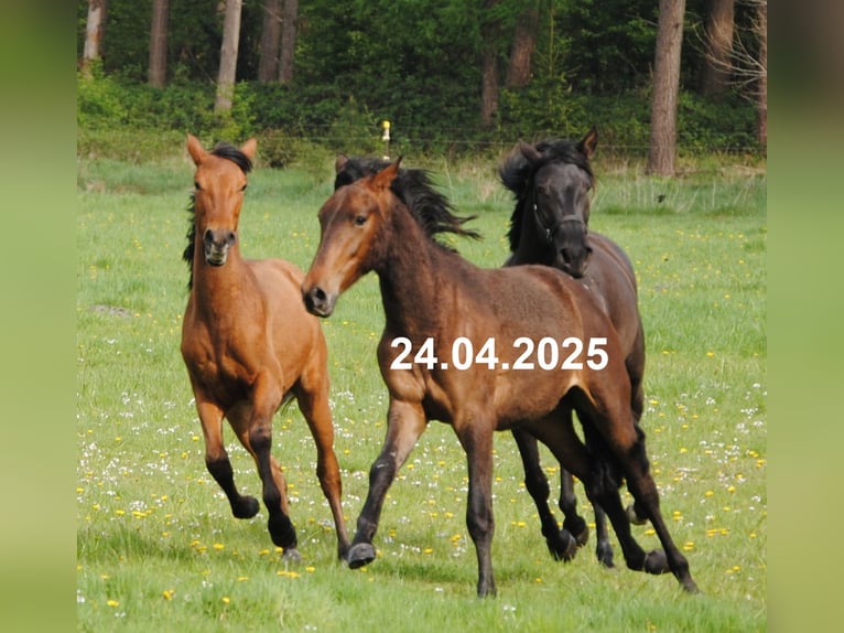 PRE Mix Stute 1 Jahr 158 cm Brauner in Himmelpforten