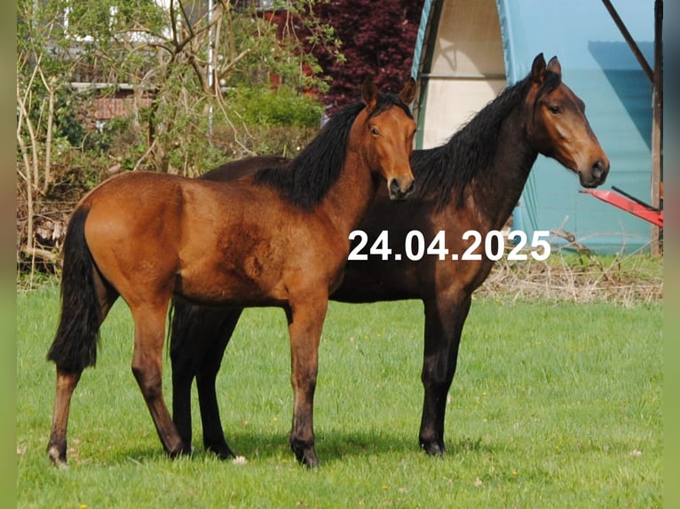 PRE Mix Stute 1 Jahr 158 cm Brauner in Himmelpforten