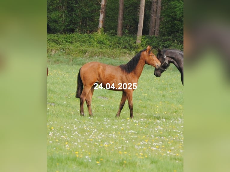 PRE Mix Stute 1 Jahr 158 cm Brauner in Himmelpforten
