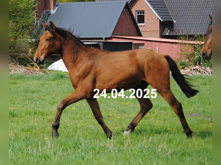 PRE Mix Stute 1 Jahr 158 cm Brauner in Himmelpforten