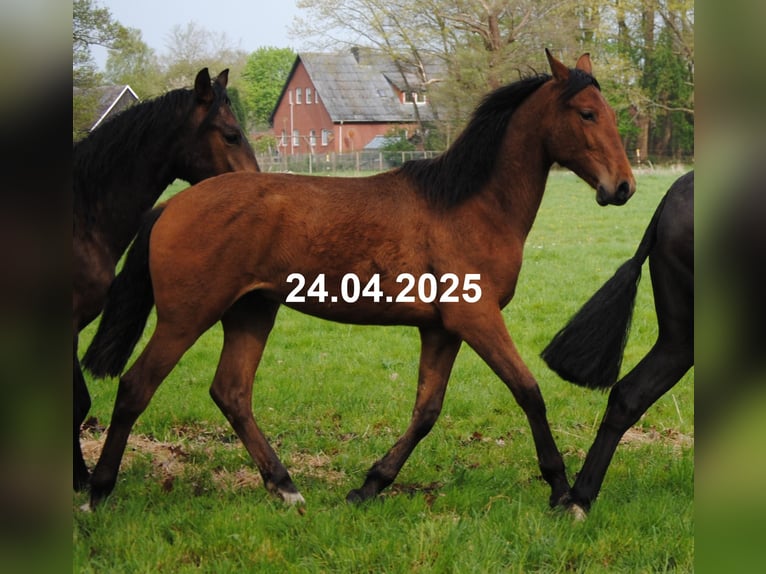 PRE Mix Stute 1 Jahr 158 cm Brauner in Himmelpforten