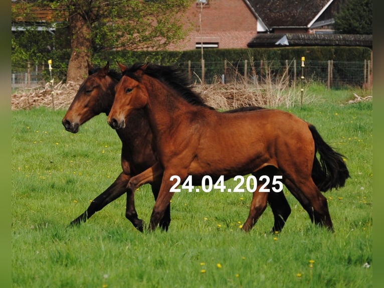 PRE Mix Stute 1 Jahr 158 cm Brauner in Himmelpforten