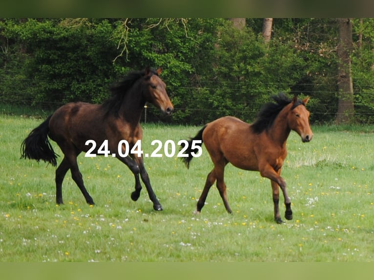 PRE Mix Stute 1 Jahr 158 cm Brauner in Himmelpforten