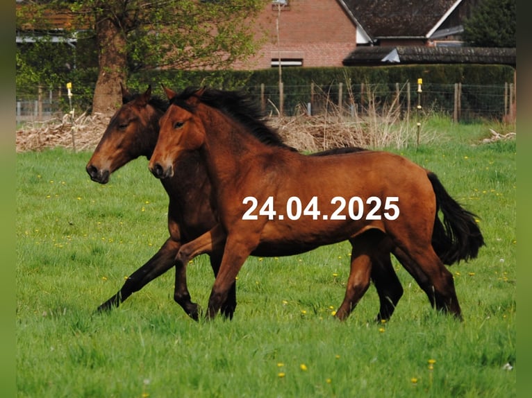 PRE Mix Stute 1 Jahr 158 cm Brauner in Himmelpforten