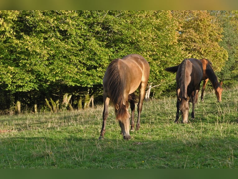 PRE Mix Stute 1 Jahr 158 cm Falbe in Waldhölzbach