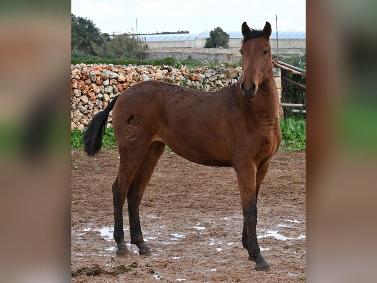 PRE Mix Stute 1 Jahr 160 cm Brauner in Menorca