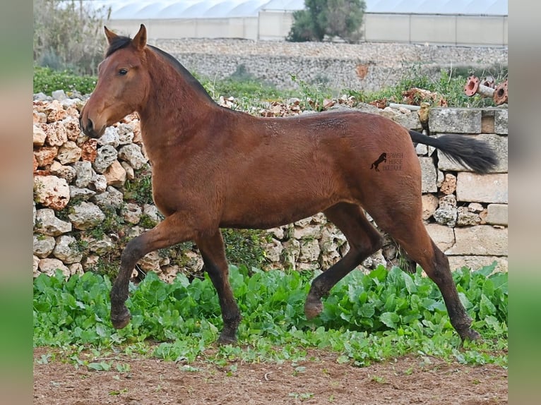 PRE Mix Stute 1 Jahr 160 cm Brauner in Menorca