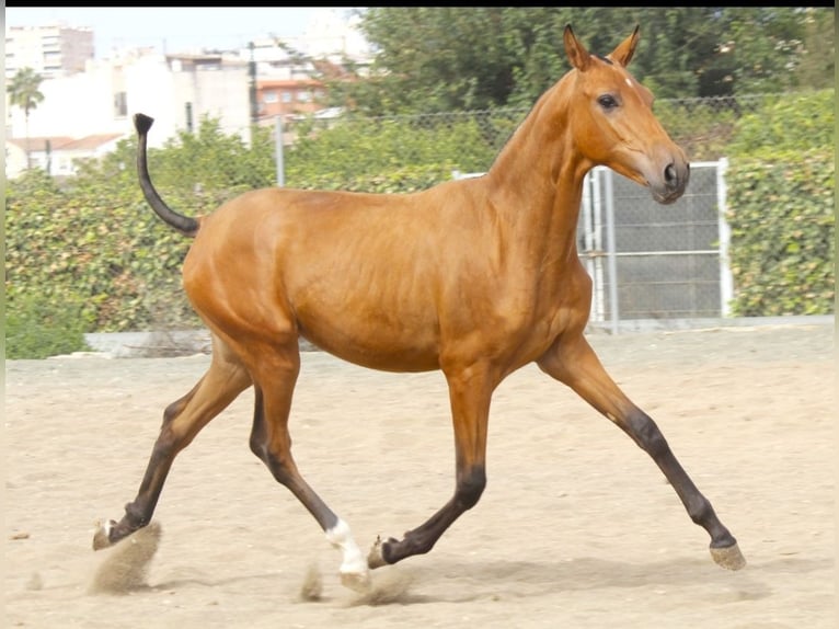 PRE Mix Stute 1 Jahr 160 cm Buckskin in Murcia