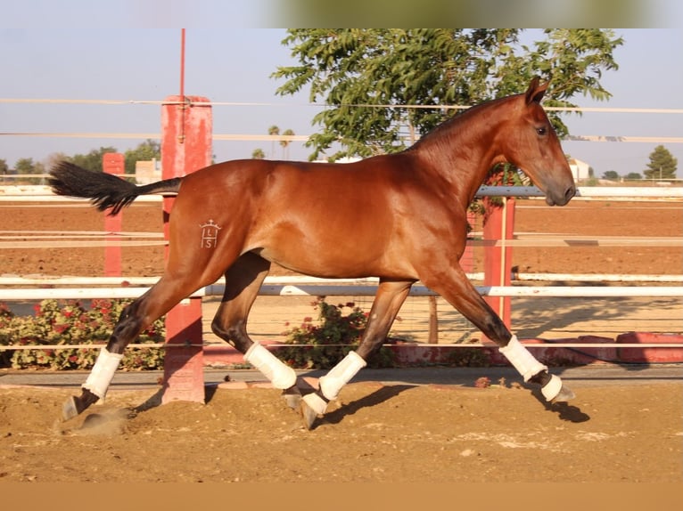 PRE Stute 1 Jahr 160 cm Hellbrauner in Los Rosales