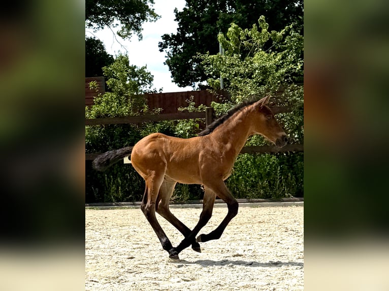 PRE Stute 1 Jahr 160 cm Pearl in Stahnsdorf