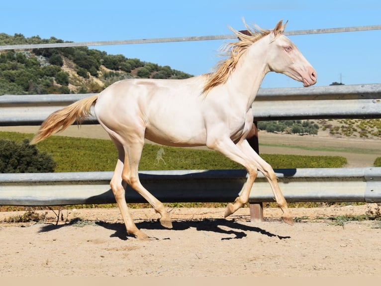PRE Stute 1 Jahr 160 cm Perlino in Provinz Cordoba