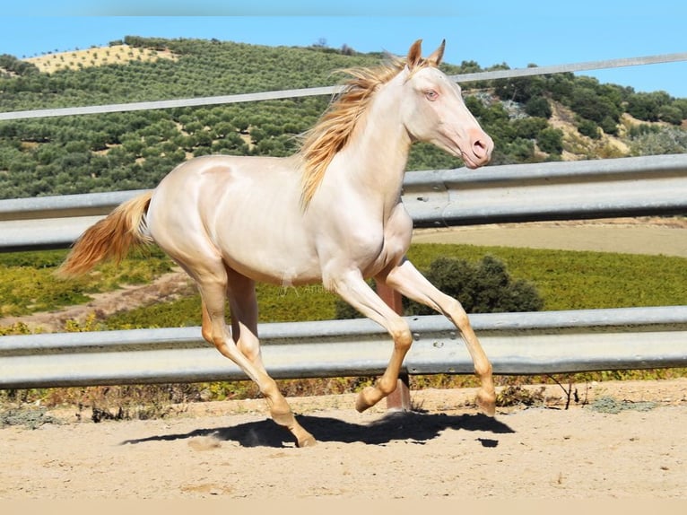 PRE Stute 1 Jahr 160 cm Perlino in Provinz Cordoba