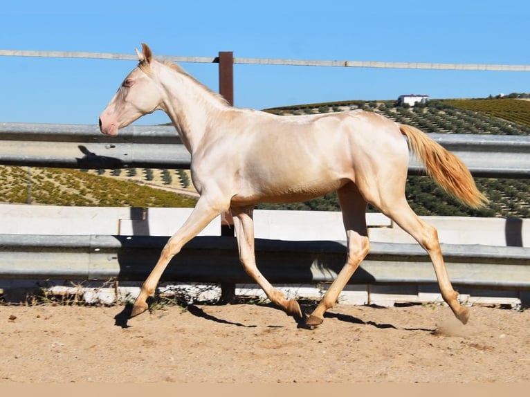 PRE Mix Stute 1 Jahr 160 cm Perlino in Provinz Cordoba