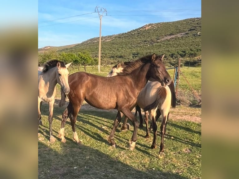 PRE Mix Stute 1 Jahr 160 cm Rappe in Puertollano