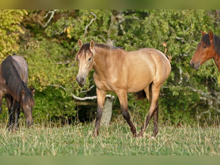 PRE Mix Stute 1 Jahr 162 cm Falbe in Waldhölzbach