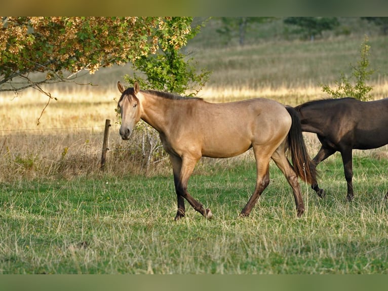 PRE Mix Stute 1 Jahr 162 cm Falbe in Waldhölzbach
