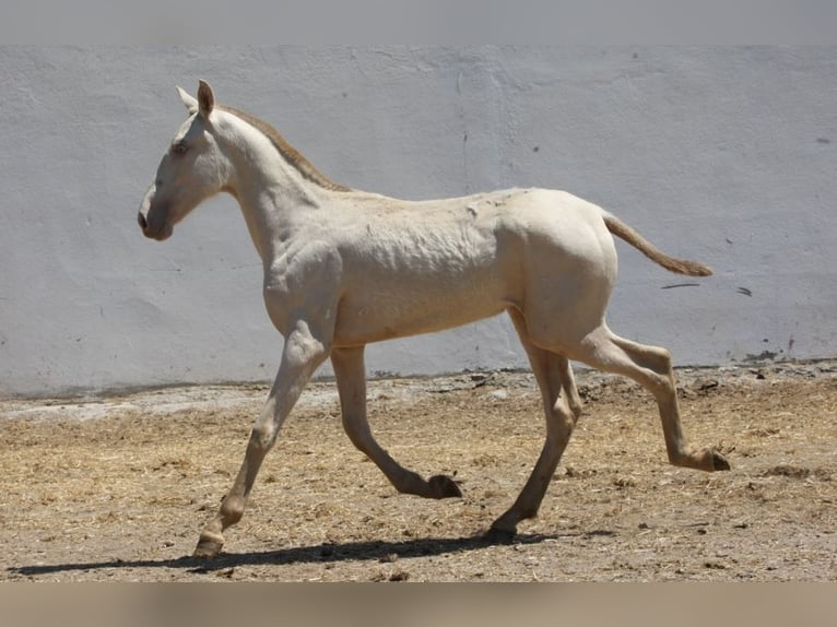 PRE Mix Stute 1 Jahr 163 cm Cremello in Colonia Rosal, La (Berga)