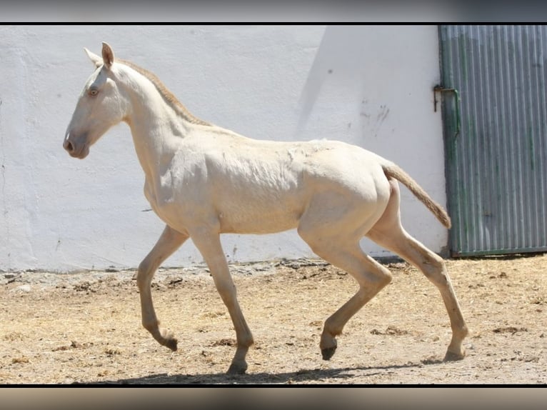 PRE Mix Stute 1 Jahr 163 cm Cremello in Colonia Rosal, La (Berga)