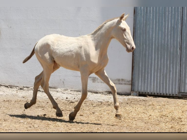 PRE Mix Stute 1 Jahr 163 cm Cremello in Colonia Rosal, La (Berga)