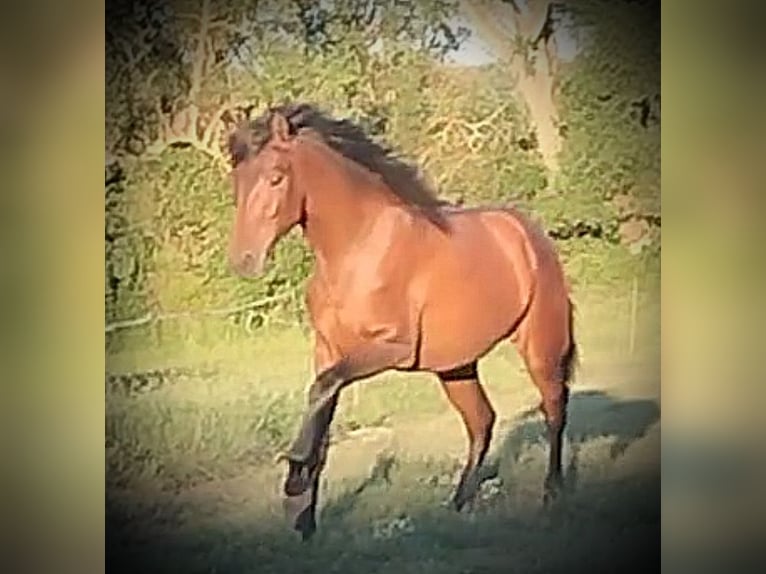 PRE Mix Stute 1 Jahr 163 cm Hellbrauner in Castro del Condado