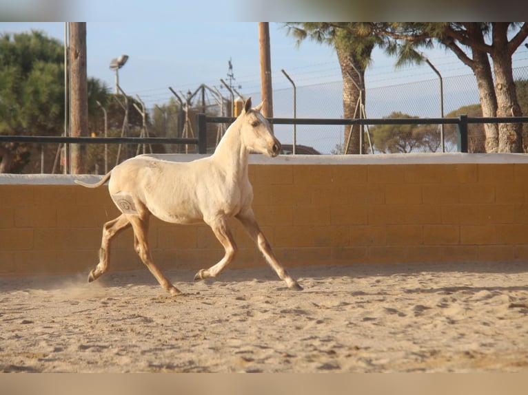 PRE Mix Stute 1 Jahr 163 cm Palomino in Hamburg
