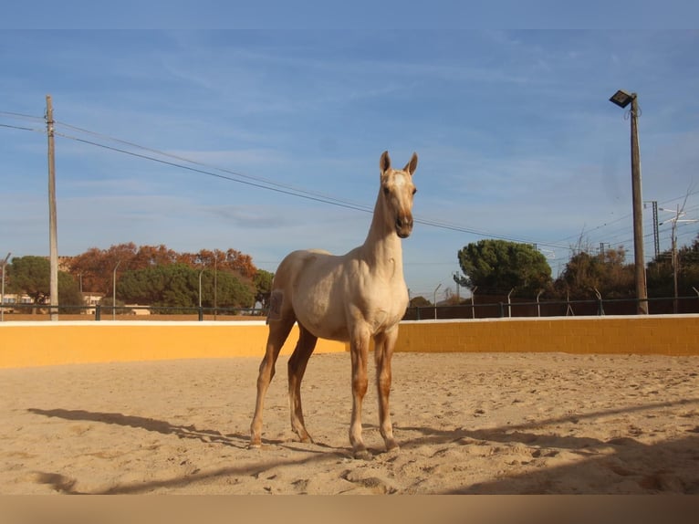 PRE Mix Stute 1 Jahr 163 cm Palomino in Hamburg