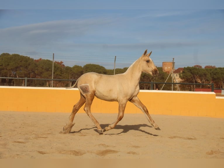PRE Mix Stute 1 Jahr 163 cm Palomino in Hamburg
