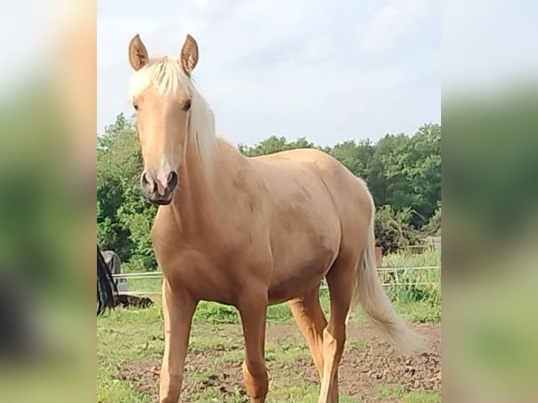 PRE Stute 1 Jahr 164 cm Palomino in Castro del Condado