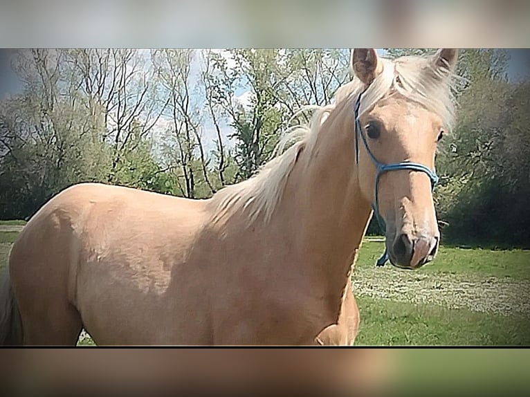 PRE Stute 1 Jahr 164 cm Palomino in Castro del Condado