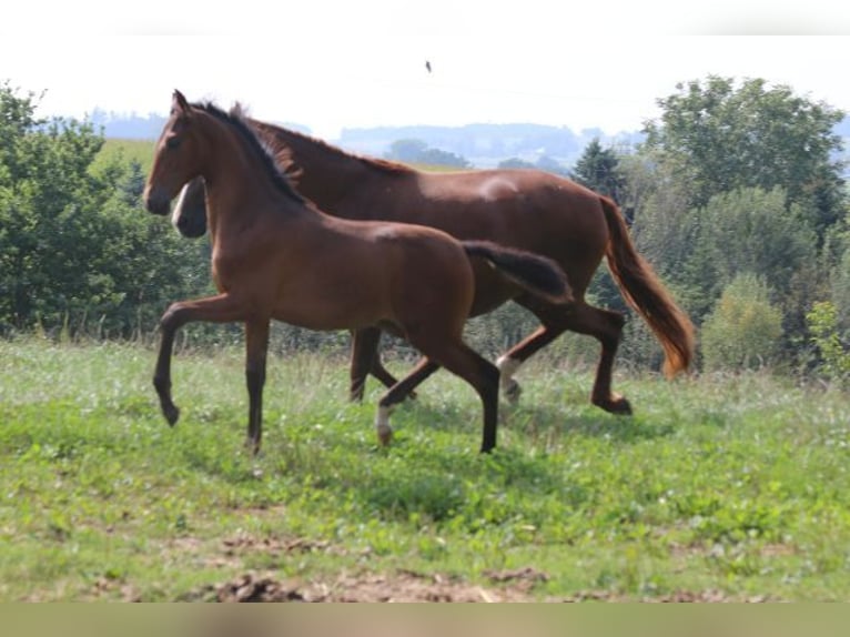 PRE Stute 1 Jahr 165 cm Brauner in Bibertal