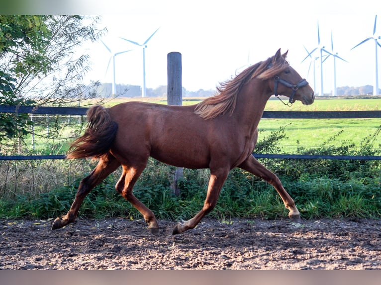 PRE Mix Stute 1 Jahr 165 cm Fuchs in Wremen