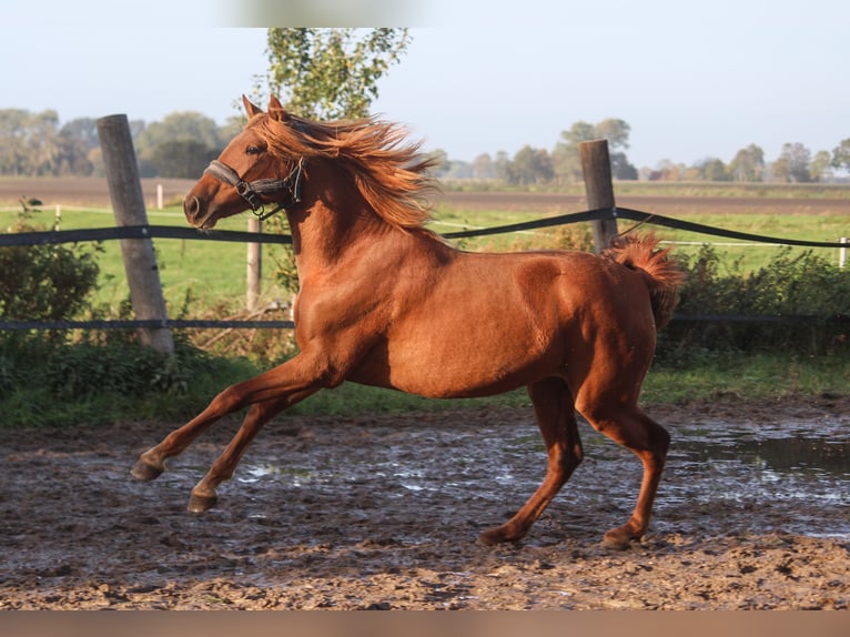 PRE Mix Stute 1 Jahr 165 cm Fuchs in Wremen