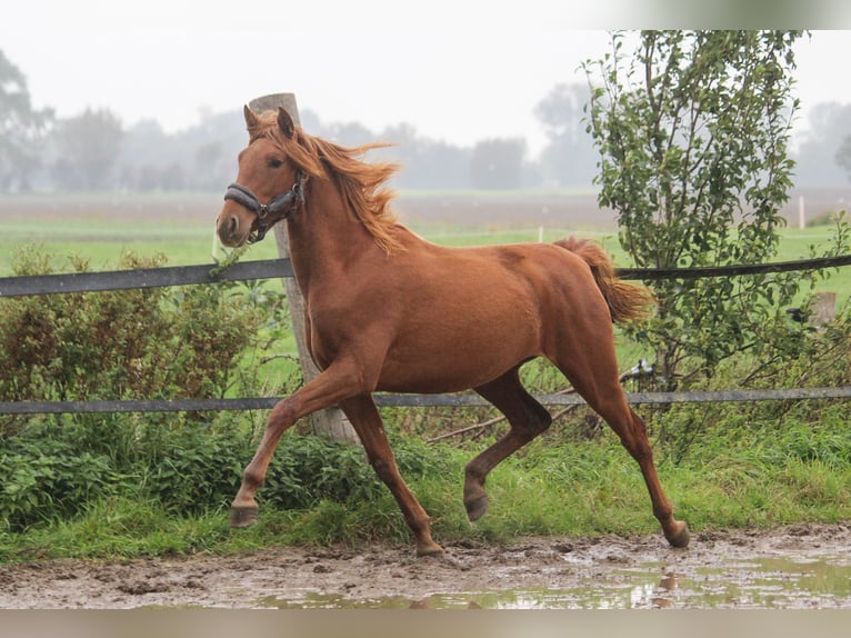 PRE Mix Stute 1 Jahr 165 cm Fuchs in Wremen