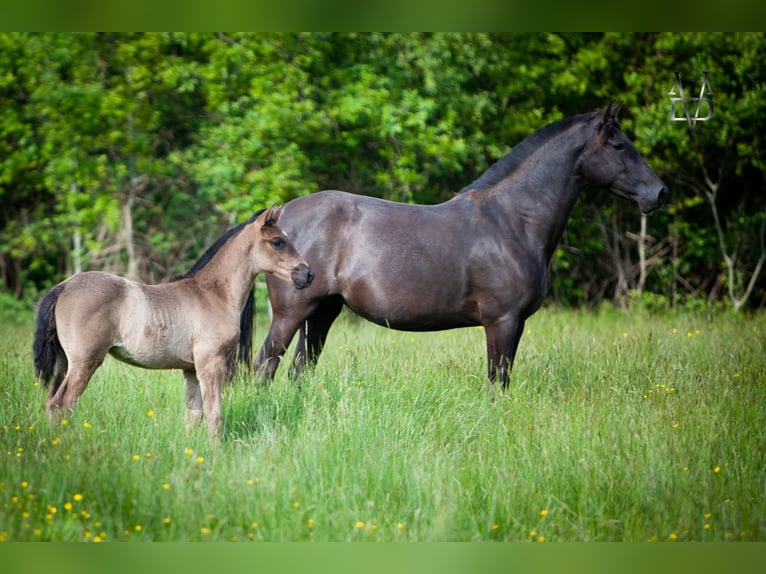 PRE Mix Stute 1 Jahr 165 cm Rappe in La Vespière-Friardel