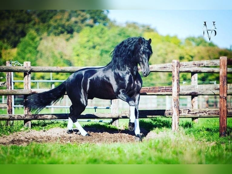 PRE Mix Stute 1 Jahr 165 cm Rappe in La Vespière-Friardel