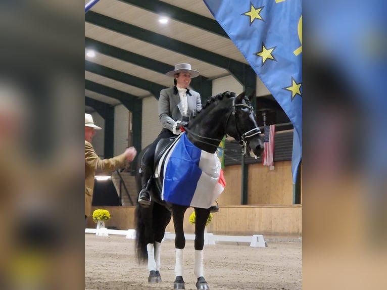 PRE Mix Stute 1 Jahr 165 cm Rappe in La Vespière-Friardel