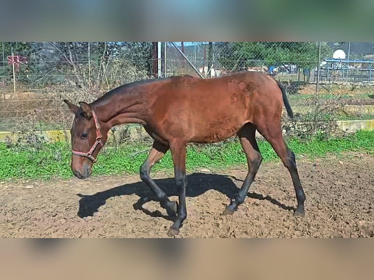 PRE Stute 1 Jahr 165 cm Rotbrauner in Cabezarrubias Del Puerto