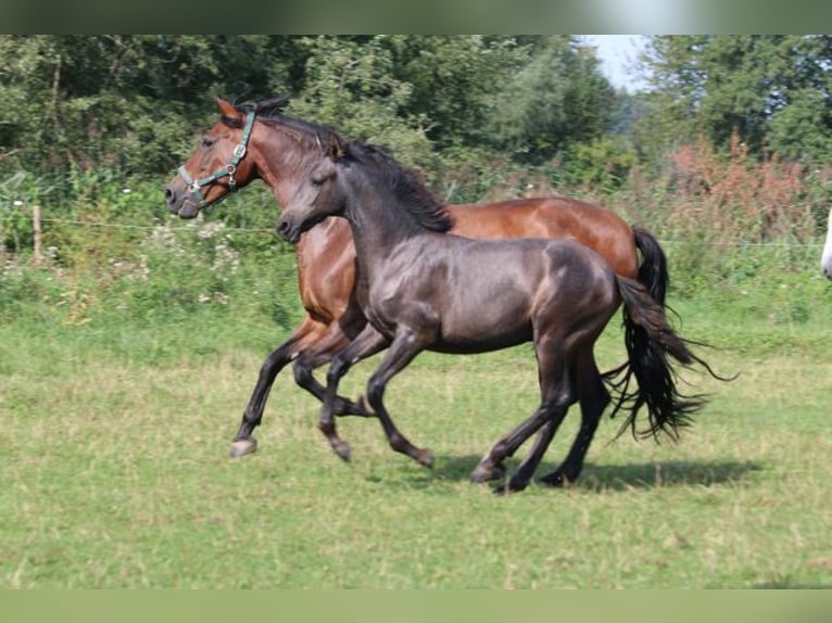 PRE Stute 1 Jahr 165 cm Schimmel in Bibertal