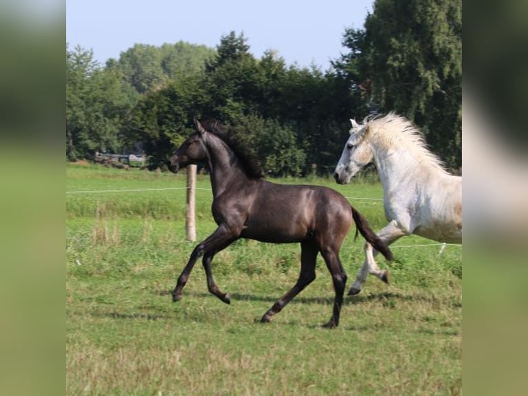 PRE Stute 1 Jahr 165 cm Schimmel in Bibertal