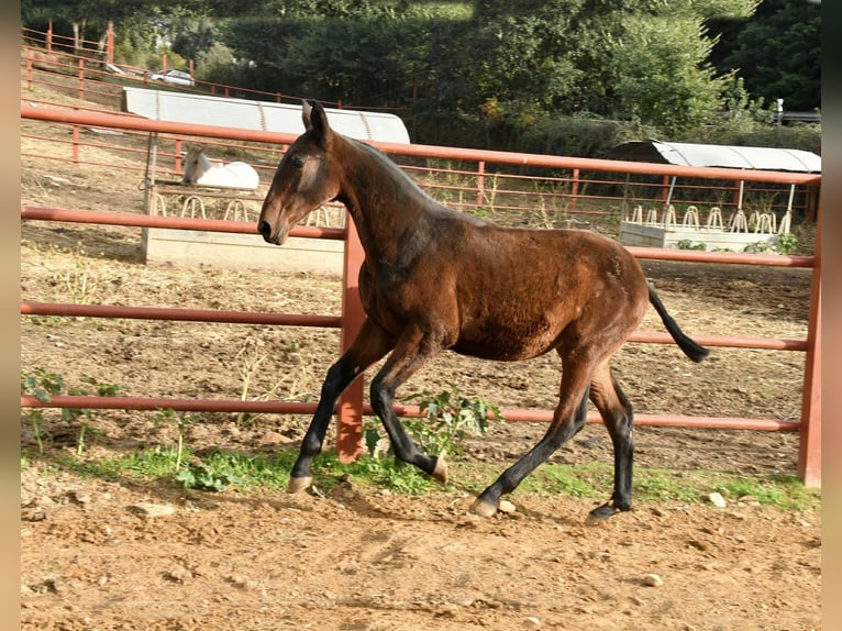 PRE Stute 1 Jahr 166 cm Brauner in Galaroza (Huelva)